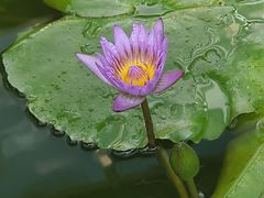 -国家植物园南园