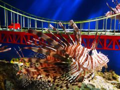 -太平洋海底世界