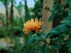 -南山植物园