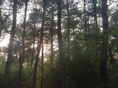 -铁山坪森林公园