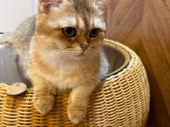 -MOCHA明星猫咖(田子坊店)