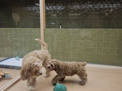 -帕帕拉兹宠物(亚洲旗舰店)