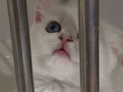 -东方名猫馆·英短金渐层布偶猫舍(环线广场1号楼店)