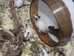 -酷以爬仙阁实体爬宠店·守宫·蜥蜴·专业繁育