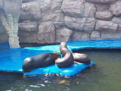 -华夏文旅海洋公园