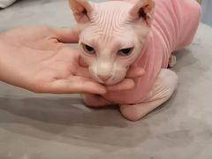 -BABIT巴比特宠物(MOMOPARK店)