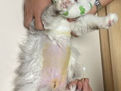 -谐和贝康宠物医院24小时·宠保定点(急重症转诊中心)