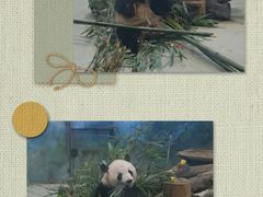 -成都大熊猫繁育研究基地