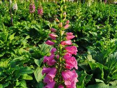 -广州市流溪河国家森林公园