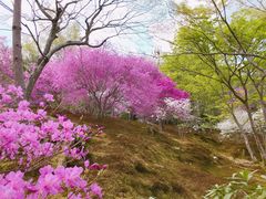 -天龙寺