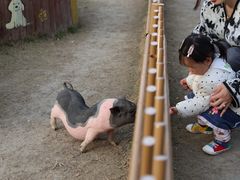 -乌村