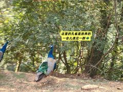 -西霞口神雕山野生动物世界