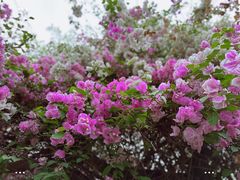 -深圳国际园林花卉博览园