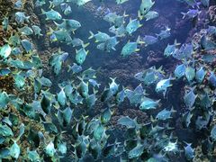 -海合安青岛极地海洋公园