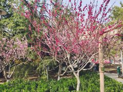 -大兴滨河森林公园