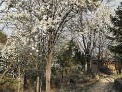 -北京鹫峰国家森林公园