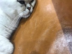 -藏猫猫咖啡主题馆(中央大道店)