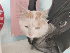 -北京观赏动物医院·24小时大型综合·猫专科·异宠专科