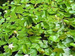 -东山雕花楼