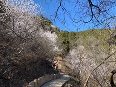 -北京西山国家森林公园