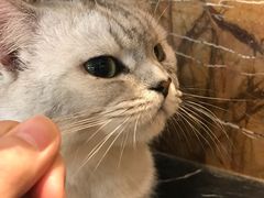 -more than meow吴止猫主题餐厅(承德 中船汇店)