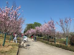 -天适樱花悠乐园