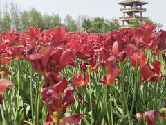 -杭州湾海上花田景区