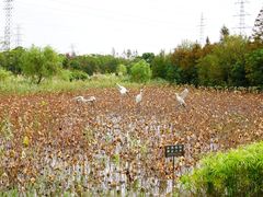 -上海长兴岛郊野公园
