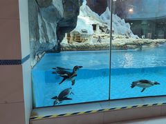 -帝企鹅自助餐厅•儿童岛•真企鹅(长隆企鹅酒店)