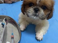 -宠福鑫动物医院(望京分院)