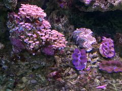 -御唐府海珊瑚主题餐厅