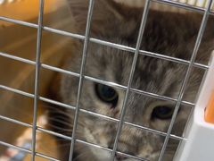 -心仪动物医院·牙专科·肿瘤·心脏科(西客站院)