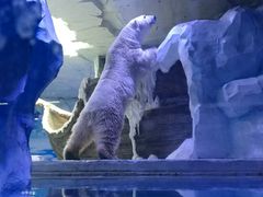 -芜湖新华联大白鲸海洋公园