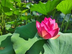 -莲花池公园