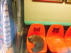 -猫咪博物馆(顶澳仔猫街店)