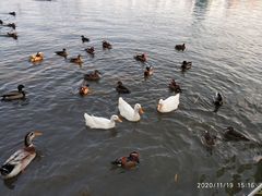 -莲花池公园