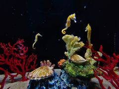 -欢乐海岸海洋奇梦馆