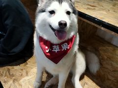-Husky Go! 哈士奇体验馆·宠物咖啡厅狗咖