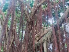 -鼓浪屿内厝澳码头(轮渡站)
