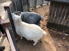 -合肥野生动物园