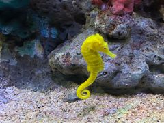 -暹罗海洋世界
