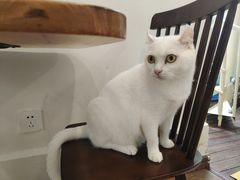 -有猫主题·治愈系猫咖(曾厝垵店)