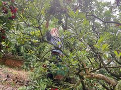 -雁荡山三折瀑景区