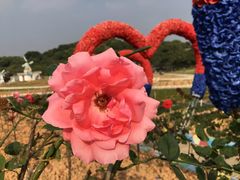 -松山湖梦幻百花洲