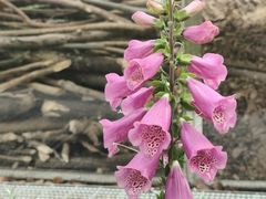 -莲花山公园