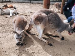 -可伦宾野生动物保护区