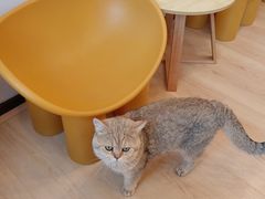 -有喵·猫咖·狗咖·40+猫狗有小奶狗(岗厦店)