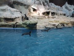 -帝企鹅自助餐厅•儿童岛•真企鹅(长隆企鹅酒店)