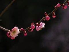 -北京鹫峰国家森林公园
