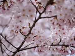 -高东镇樱花园
